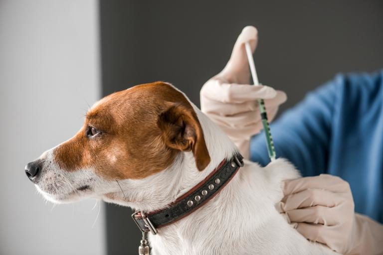 Tips para el momento de vacunar tu mascota