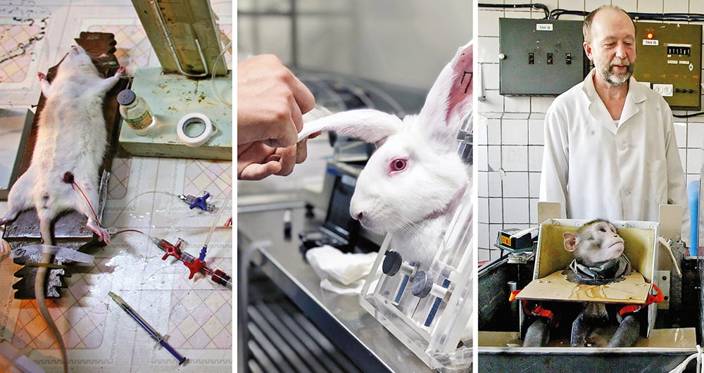 animales son seres sintientes