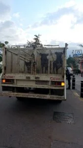 Excepción humana y leyes anticrueldad animal