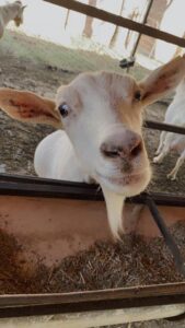 La guerra contra los animales en la noche de paz y amor