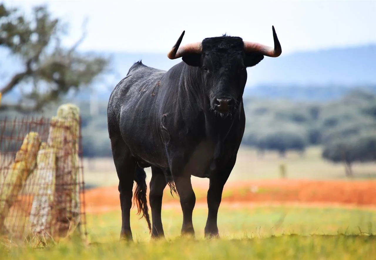 La Ilustración contra la crueldad taurina