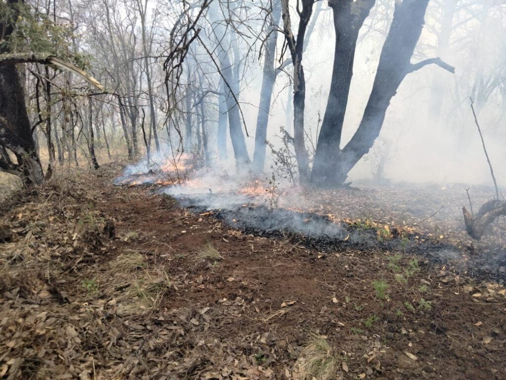 incendios forestales jalisco