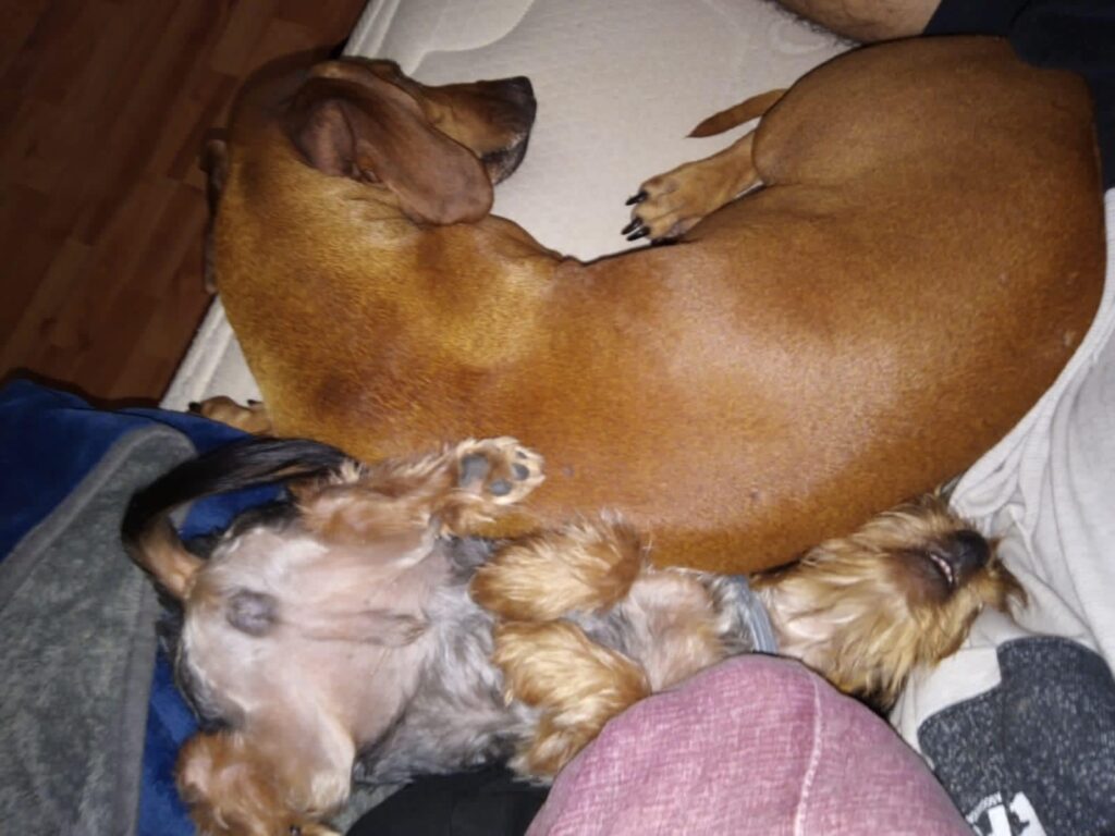 siete de cada diez perros son maltratados