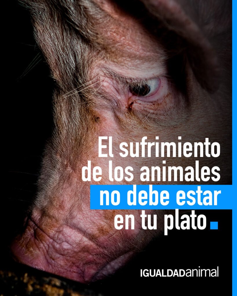 crueldad animal