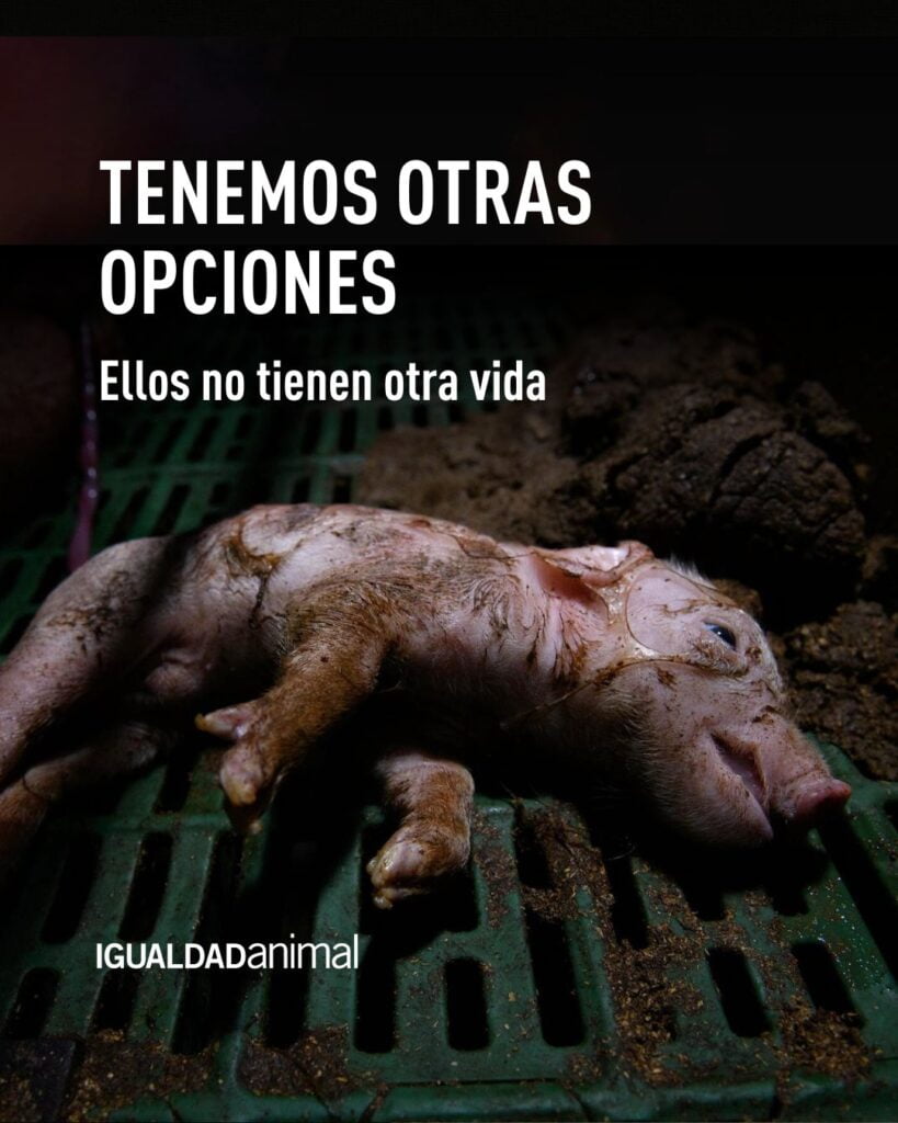 sacrificio animal semana santa